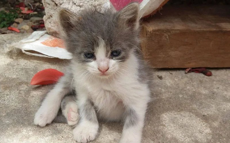 Autoriteiten Rabat redden honderden katten