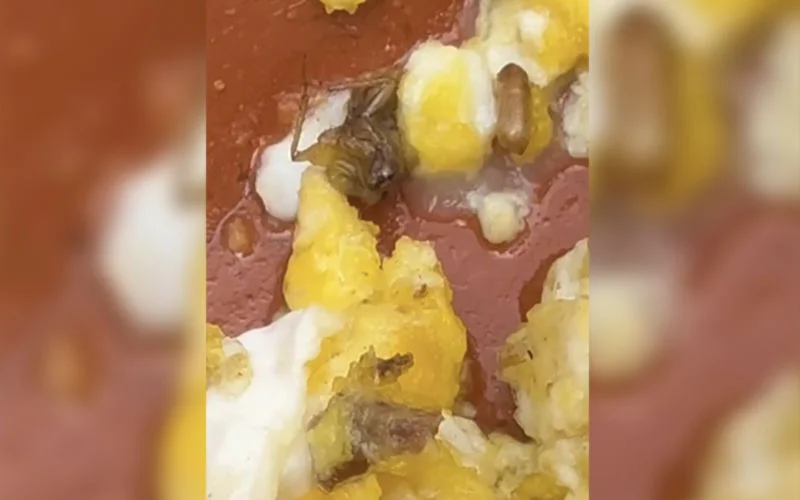 Schokkend: kakkerlak in tajine in Rabat