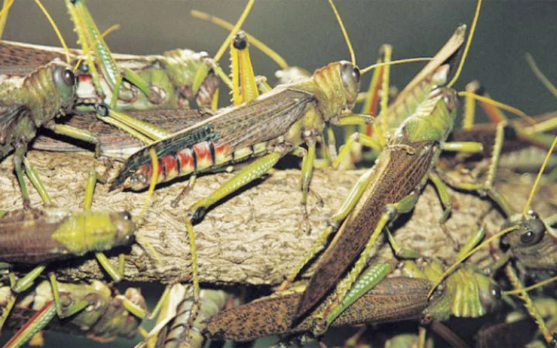 Tata zet vliegtuigen in tegen sprinkhanenplaag