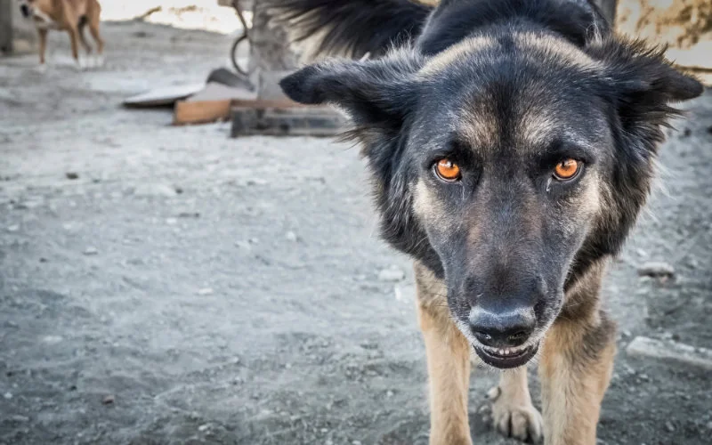 Toerist in ziekenhuis na aanval door zwerfhond in Tanger