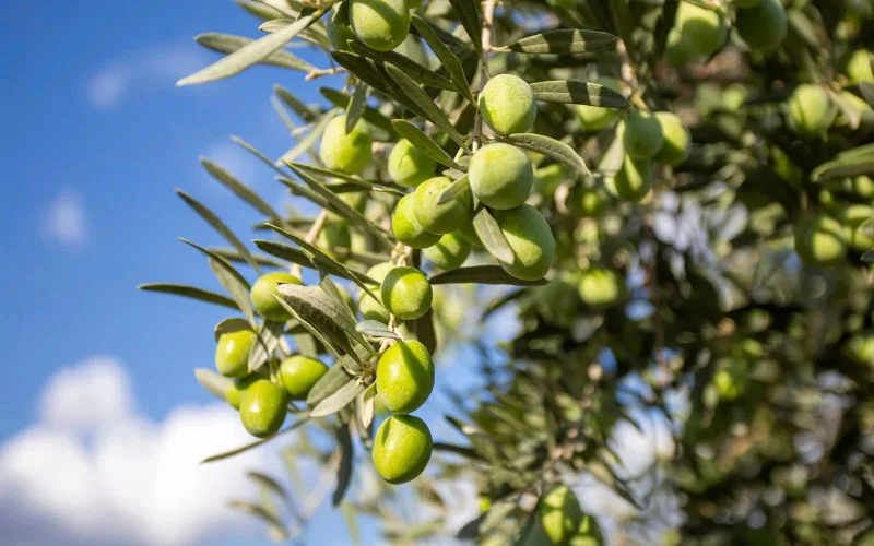 Turkije versterkt olijventeelt met genen uit Marokko
