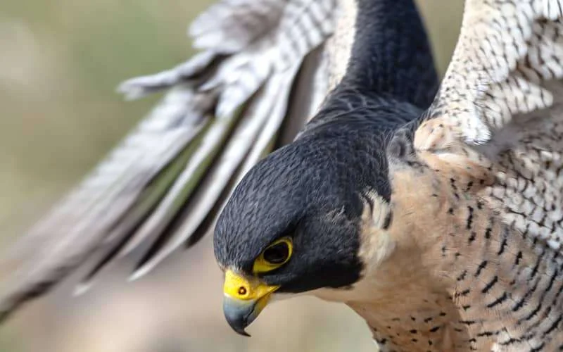 Valken ingezet tegen duiven bij Hassan II moskee