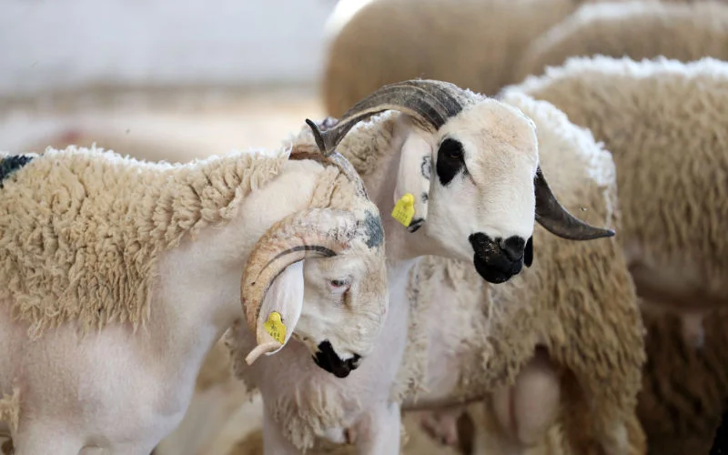 Veehouders Marokko in paniek na annulering Eid ul-Adha