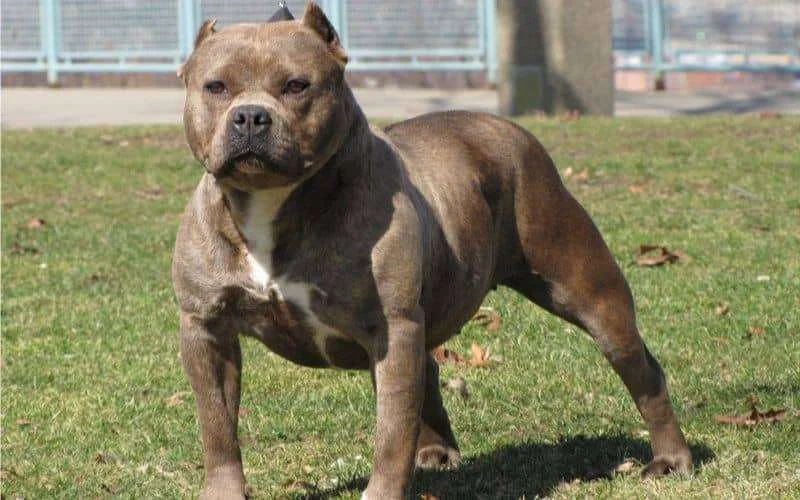 Marokko verscherpt sancties tegen eigenaren gevaarlijke honden