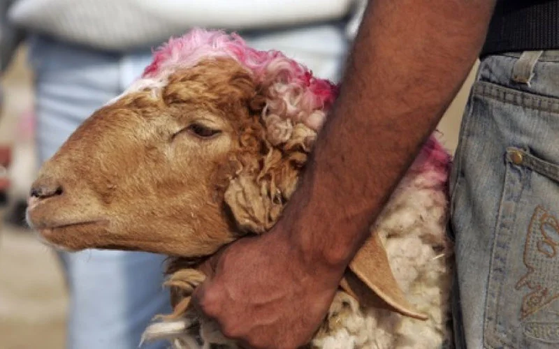 Eid ul-Adha Marokko: honderden naar ziekenhuis met snijwonden