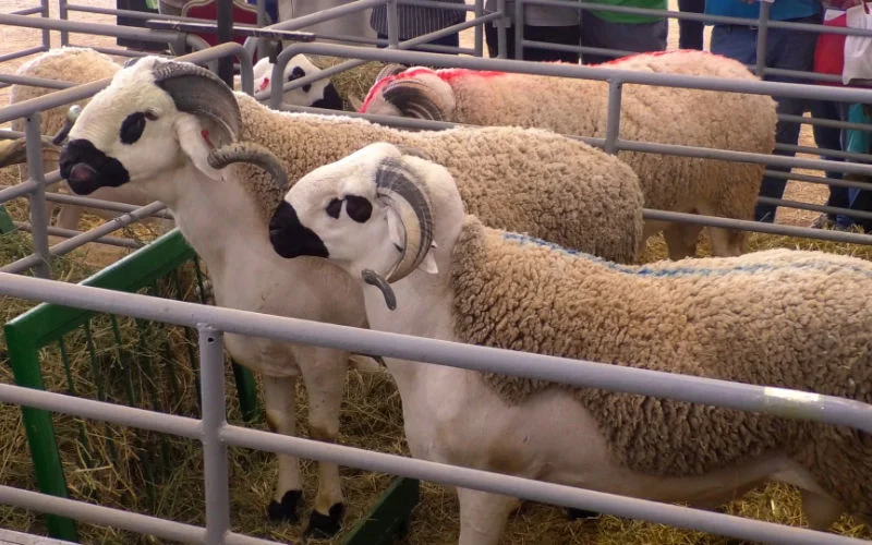 Schapen in Marokko getroffen door nieuw virus