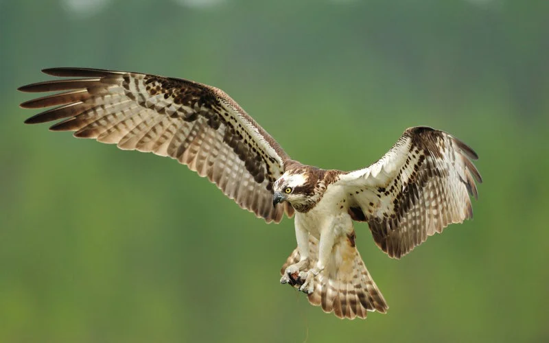 Zeldzame roofvogel vindt thuis in nationaal park Al Hoceima