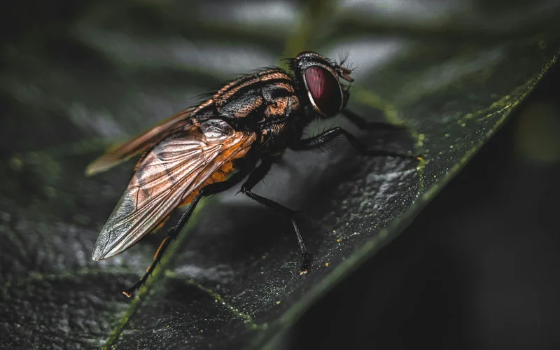 Vliegenplaag terroriseert Al Hoceima