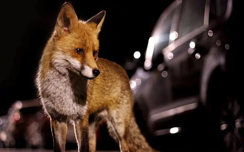 Onverwachte gast: vos gespot in straten Casablanca (video)