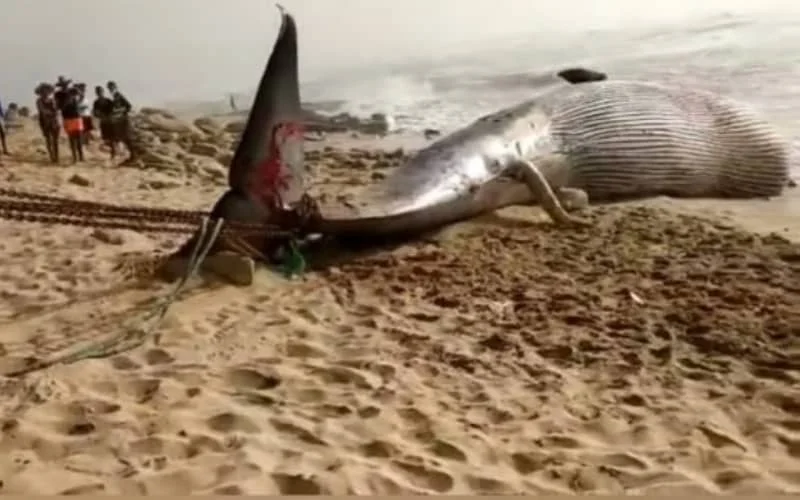 Walvis van bijna 20 ton spoelt aan bij Tan-Tan