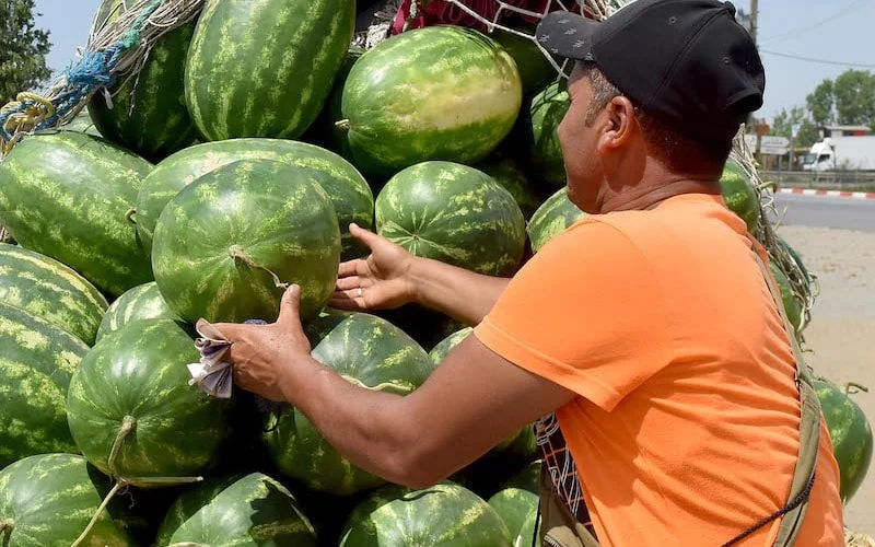 Watermeloen dit jaar onbetaalbaar voor Marokkanen