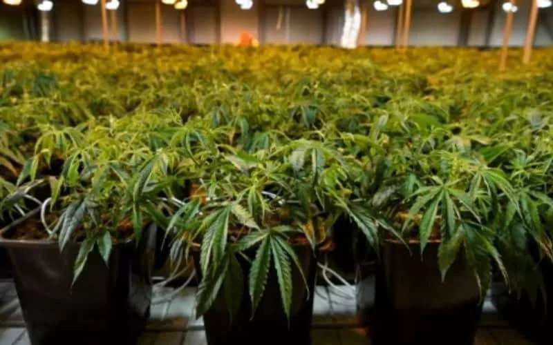 Marokko: SOS om waterverspilling door cannabisteelt te stoppen