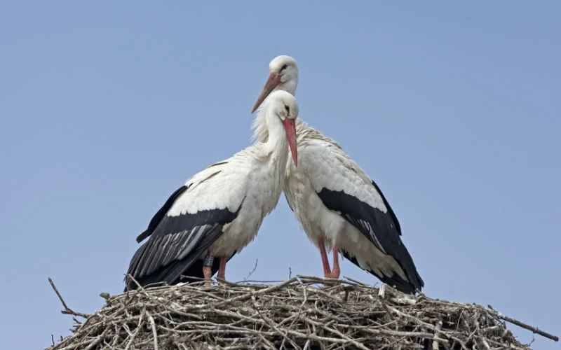 Witte ooievaar na zes eeuwen terug in Engeland dankzij Marokko 