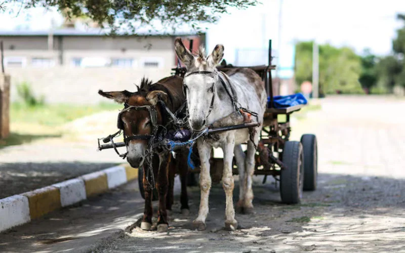 Dure boulevard in Tetouan is dierenstal geworden 
