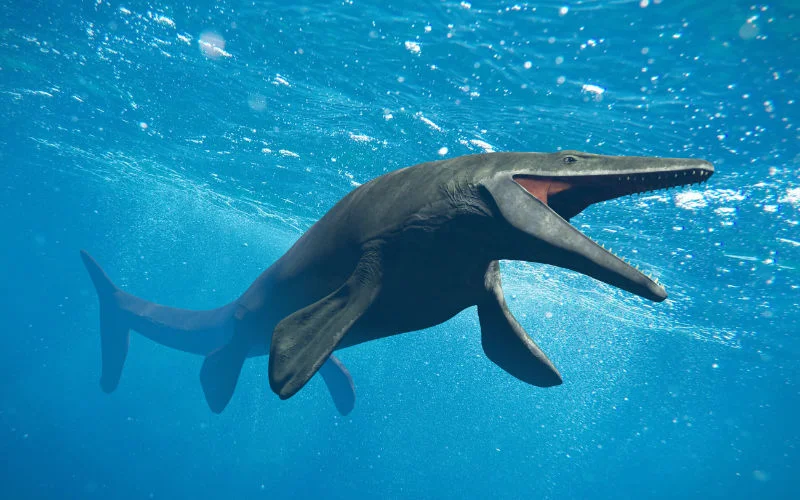 Zeldzaam watermonster ontdekt in Marokko