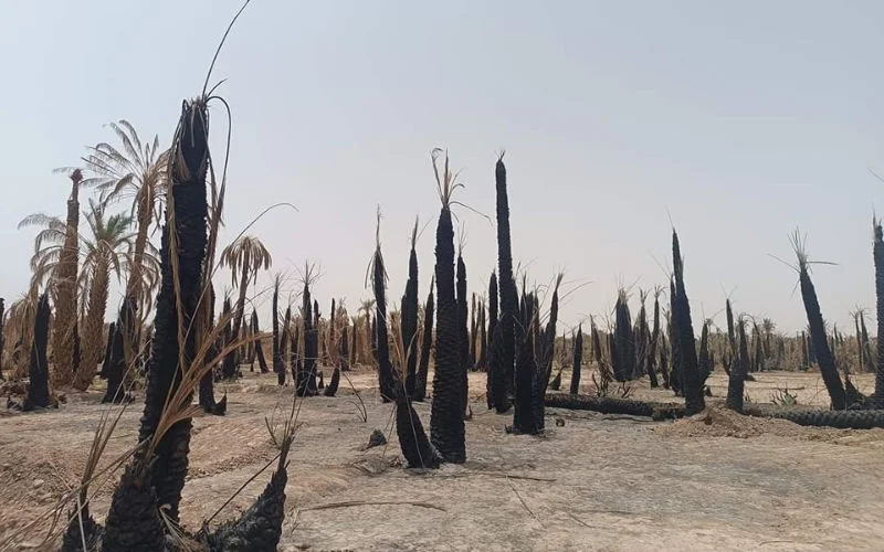 Marokko: grootste oase van Afrika droogt op