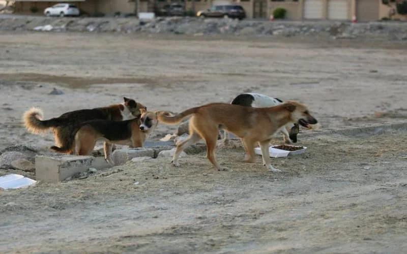 Marokkaanse regering heeft plan om zwerfhonden te bestrijden