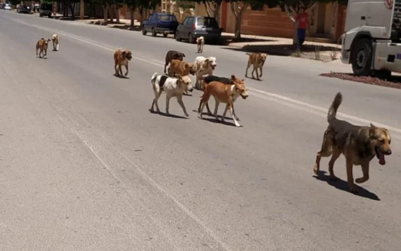 Hondenbeet in Nador? Stad betaalt! 