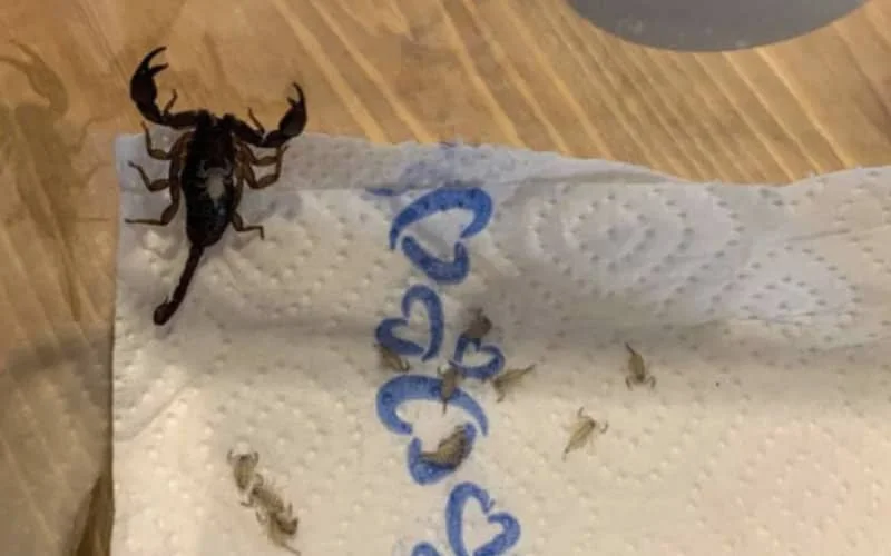 Zwitserse vindt giftige schorpioen in bagage na vakantie in Marokko