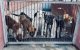 Agadir krijgt asiel voor zwerfhonden