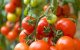 Tomatenoorlog: Algerije daagt Marokko uit