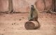 Zin om het dierenpark van Rabat te bezoeken? 