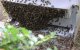 Spectaculaire aanval van bijen in Tanger (video)