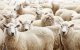 Spanje verbiedt invoer vee uit Marokko
