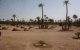 Meer dan 300 palmbomen verwoest door brand in Marrakesh 