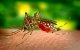 Geen Zika-virus in Marokko volgens ministerie