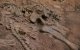 Resten en voetafdrukken van dinosaurussen gevonden in Marokko