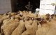 Melilla verbiedt invoer Marokkaanse schapen voor Eid Al Adha
