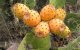 Cactusvijgen in Marokko door parasiet bedreigd (video)