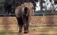Meisje door olifant gedood in dierentuin Rabat