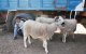 Eid al Adha: Melilla verbiedt invoer schapen uit Marokko