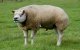 Schapen in Marokko met hormonen vetgemest voor het Offerfeest (video)