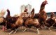 Marokko verscherpt controles bij grens Algerije om uitbraak vogelgriep te vermijden