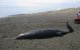 Zeldzame spitssnuitdolfijn op strand Al Hoceima aangespoeld