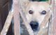 Hond 12 jaar opgesloten in winkelruimte in Meknes (video)