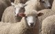 Eid al-Adha op 1 september in Nederland en België