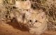 Kittens zandkat voor het eerst in Marokko gefilmd (video)
