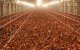 Europese Unie wil kippenvlees uit Marokko invoeren