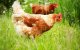 Europese Unie heeft invoer pluimveevlees uit Marokko niet verboden