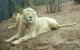 Eerste witte leeuw in dierenpark Rabat