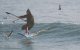 Surfen met een djellaba! (video)