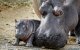 Voor het eerst baby nijlpaard geboren in zoo Rabat