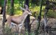 Marokko: 50.000 dirham boete voor doodschieten gazel