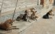 Meisje in Ouezzane ernstig gewond na aanval door zwerfhonden