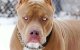 Casablanca: roofovervallen met sabels en pitbull