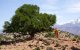 Marokko plant 10.000 hectare arganbomen 